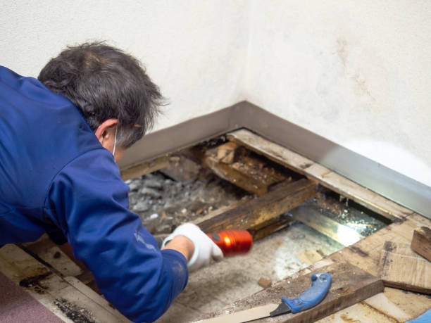 Best Post-Remediation Services in Thoreau, NM