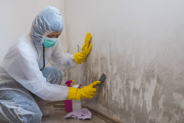 Best Black Mold Remediation in Thoreau, NM