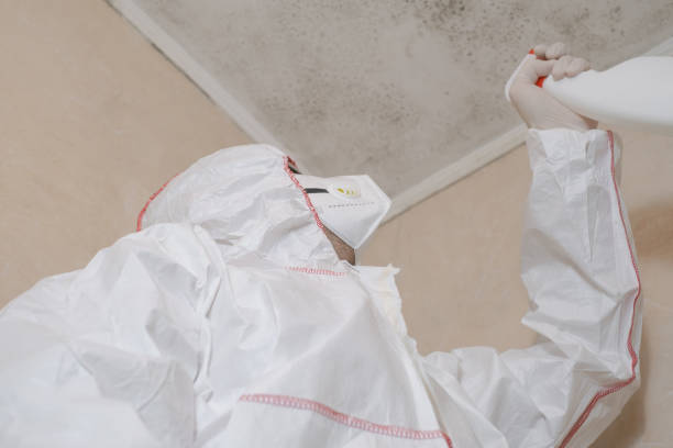 Best Attic Mold Remediation in Thoreau, NM